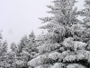 img_0037_std