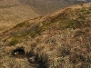 img_0039_std