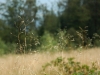 dsc_5971_std